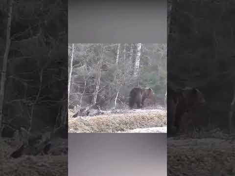 ¡Un oso ataca a un alce al costado de la carretera!