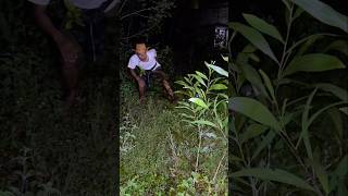 catching wild birds #videoshort #nature