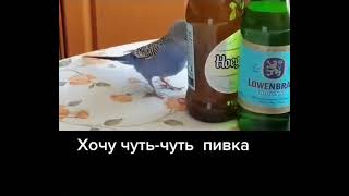 Попугай хочет пива