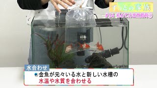 ずっとの家族「初めての金魚飼育 (3) 」