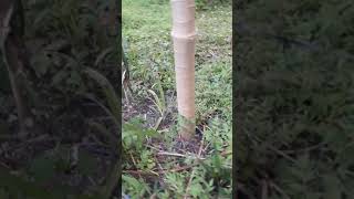 implanação de agrofloresta com pitaya 04 04 20 p6
