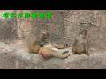 【桐生が岡動物園】ニホンザル(260508)