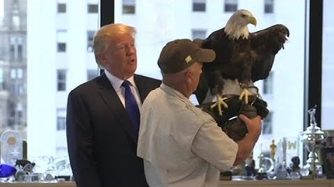 Eagle vs. Donald Trump
