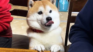 柴犬付きテーブルのご紹介