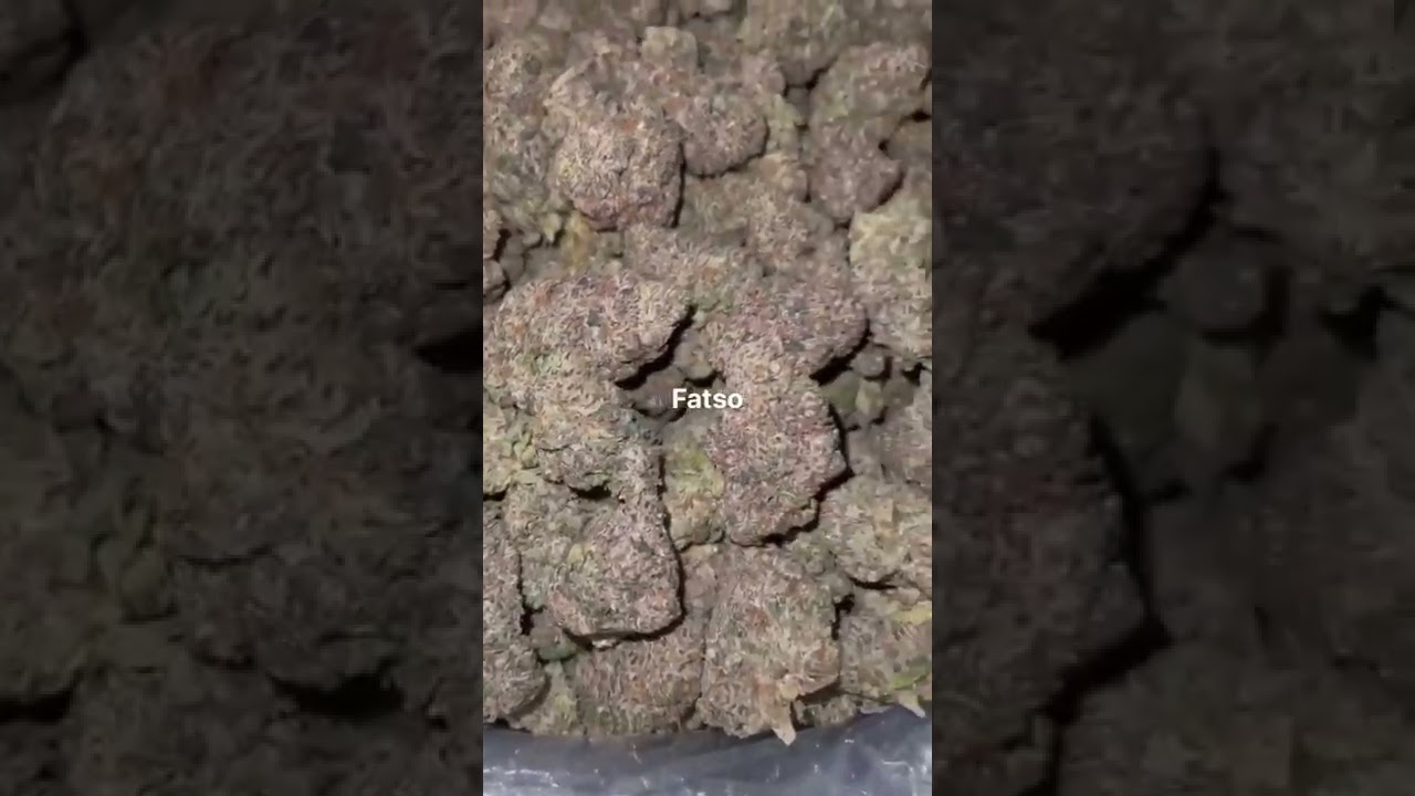 Weed of the day - Fatso (NOT4SALE)