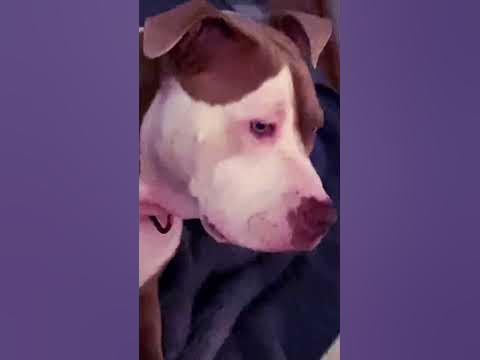 Dog is A baddie she literally is when you get to know her - YouTube