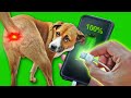 HACKING My dog to CHARGE my phone!!!?