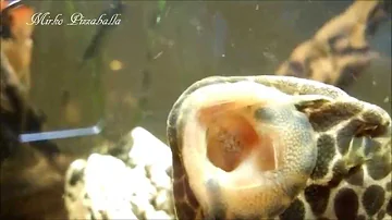 Come si chiama il pesce spazzino?