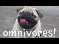 Omnivores! Learning Omnivore Animals for Kids
