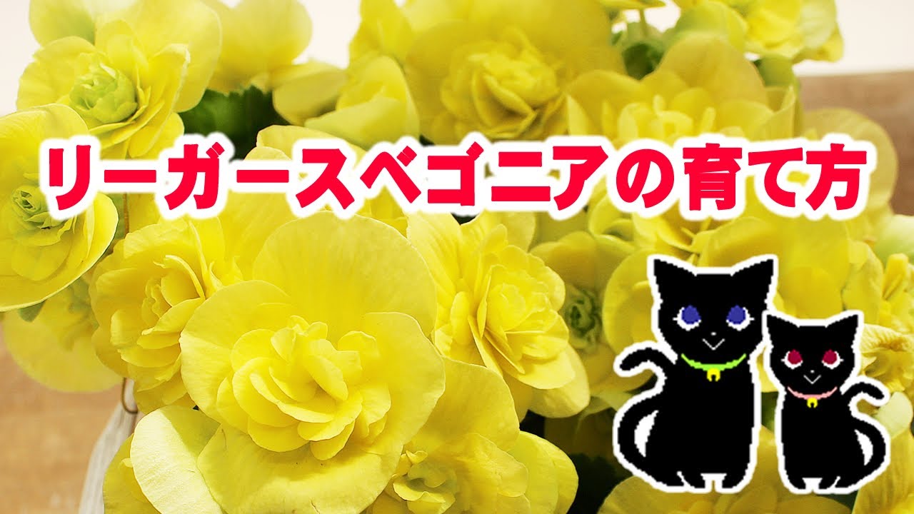 リーガースベゴニアのお花を長く咲かせる方法 Youtube