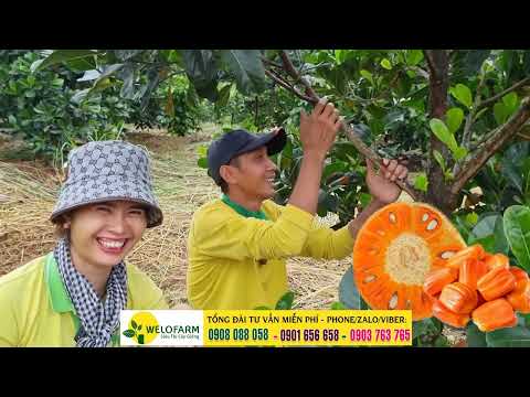Video MÍT RUỘT ĐỎ XƠ VÀNG 15 THÁNG ĐANG CHO TRÁI - CÂY MÍT... - youtube