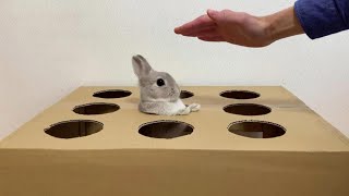 Pat a Bunny 'Popo' Game! So Cute!