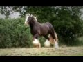 The Colors of Coates Gypsy Horses