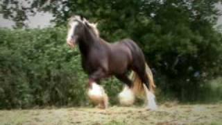 The Colors of Coates Gypsy Horses