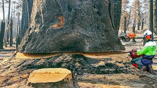 Amazing Fastest Tree Felling Technique, Dangerous Chainsaw Felling Tree Skill