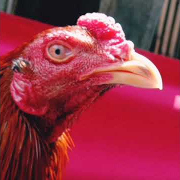 Story Wa Ayam Ganteng,,,,  #Peternakayambangkok #Jagowangi, #Banyuwangi