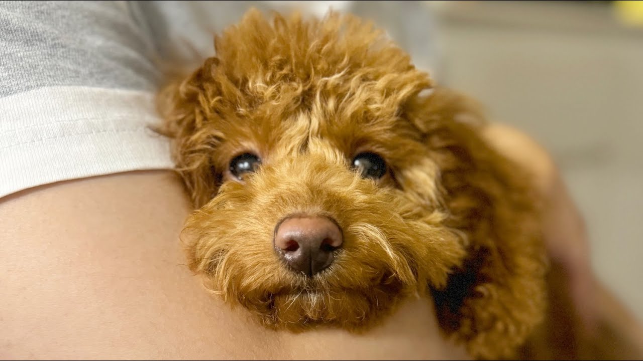 トイプードルの子犬(5ヶ月)女の子を家族に迎えました。 - YouTube