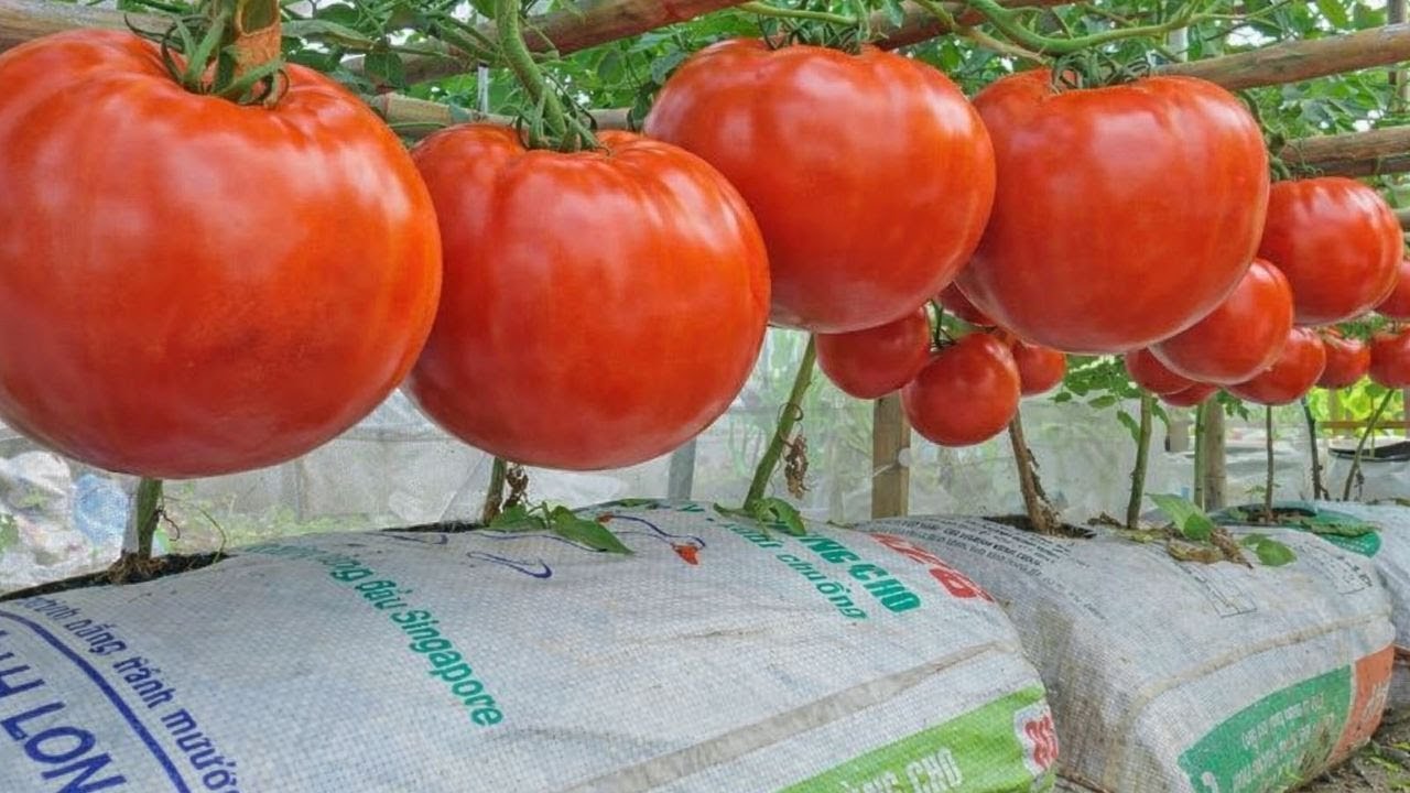 Inside This Simple Growing Method Grow Enough Tomatoes for Your Family at Home