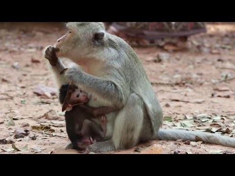 Cutest Elfi  Bb- Mum Elsa Give Milk To Elfi Beside Bayon Roadon Jan4,2023/U-Sao..929..Ambers