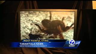 Tarantula Hawk Wasp Season Looms