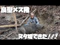 #82【仁さんの鼻括り】ヌタ場で良型メス捕獲