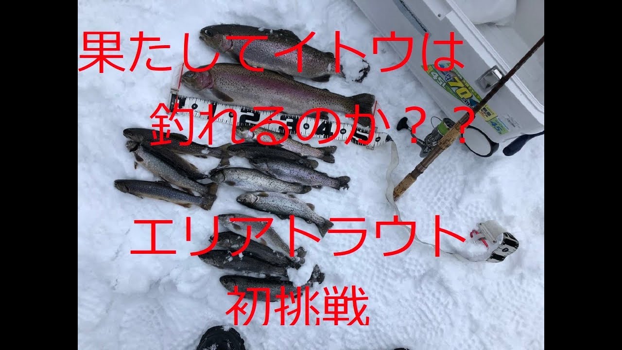 青森 イトウ ドナルドソン ブラウントラウト を狙う。