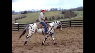 LOUD COLORED LEOPARD APPALOOSA GELDING, RIDES ENGLISH OR WESTERN, BEEN SHOWN & TRAIL RIDDEN