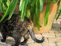Cat chases mouse around flowerpot - 13-06-2009