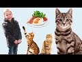 VLOG - ON MANGE AVEC LES CHATS 🐈😻