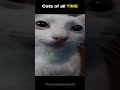 The GREATEST cats of ALL TIME 😹💥 #memes #cats