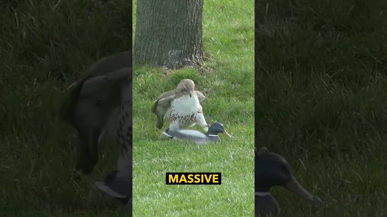 Hawk vs Duck Fight! Ozzy Man Quickies