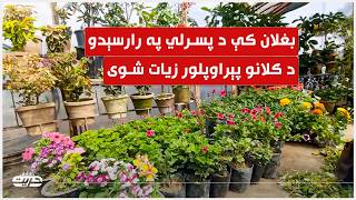 بغلان کې د پسرلي په رارسېدو د ګلانو پېراوپلور زیات شوی