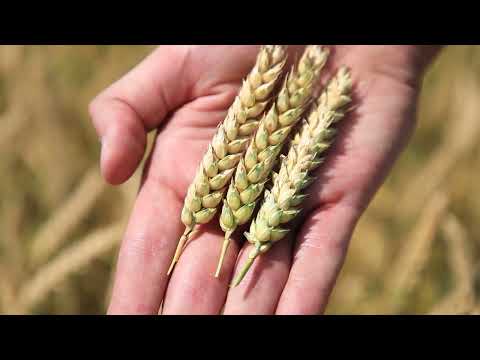 Cene Pšenice PROBILE Sva Očekivanja | Wheat Prices GOING UP - What is NEW on Grain Markets