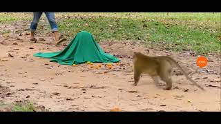 Prank video monkey with lion toys screenshot 5