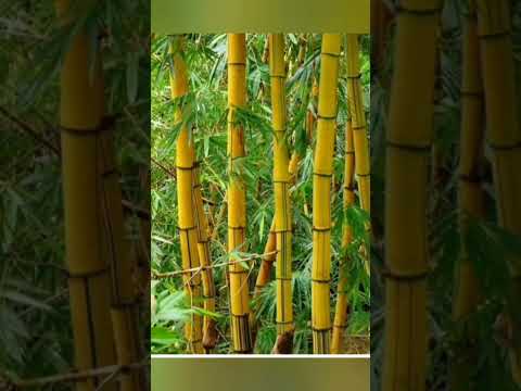 نبات الخيزران تزرعه اليوم ينبت بعد خمس سنين