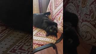 Кот вампир)#2022 #донбасс #мариуполь #беженцы #кот