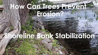 How Can Trees Prevent Erosion? Shoreline Bank Stabilization