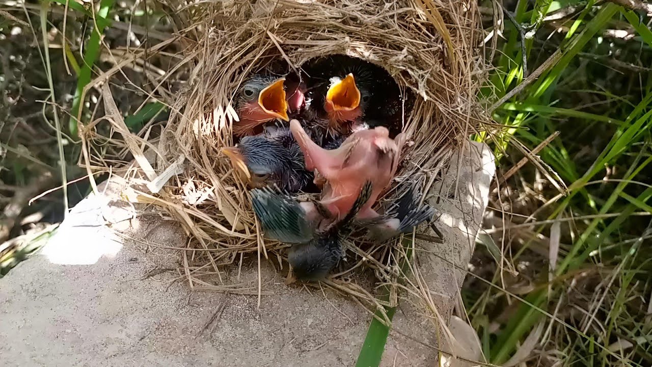 The cuckoo came forward to eat the baby but fell down from the nest ...