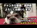 トラック・ドライビング・ブギ/ダウンタウン・ブギウギ・バンド⭐︎ギターソロ
