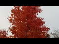 Autumn Colors Remix