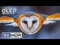 BEST 16K Dolby Vision HDR 120 FPS (8K/4K Video TV)