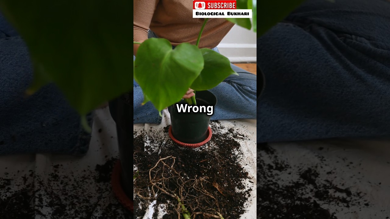 7 Reasons plants suddenly die ☠️: prevent wilting of plants 