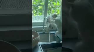 #cat The cat excitedly turned on the faucet#catsoftiktok #catvideo #cute #fyp #f