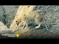 Leopard Behavior and Characteristics