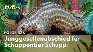 Ende Des Junggesellenlebens folge 326  Elefant Tiger U0026 Co  Mdr