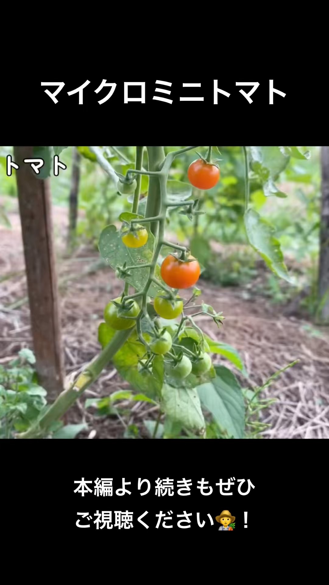 ミニトマト Micro Mini Tomatoes] - YouTube