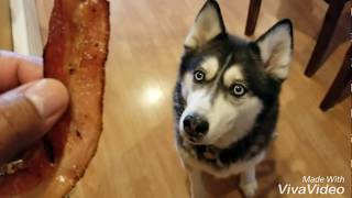 Siberian Huskies, Husky is Back and Loves Bacon! by hydrors215 3,102 views 5 years ago 1 minute, 13 seconds