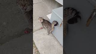 Compilation of meowing