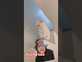 kucing lucu!! #remix #cat #vidioshorts #kucinglucu