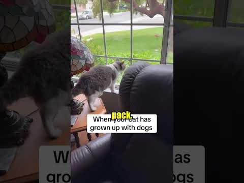 This Cat Barks And Acts Like A Dog